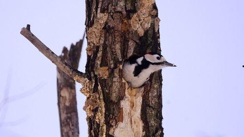 啄木鸟 在线观看